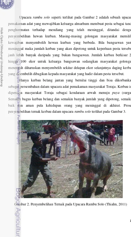 Gambar 2. Penyembelihan Ternak pada Upacara Rambu Solo (Thiahn, 2011) 
