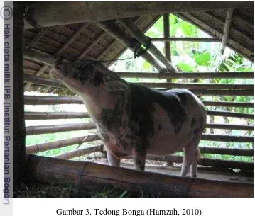 Gambar 3. Tedong Bonga (Hamzah, 2010) 