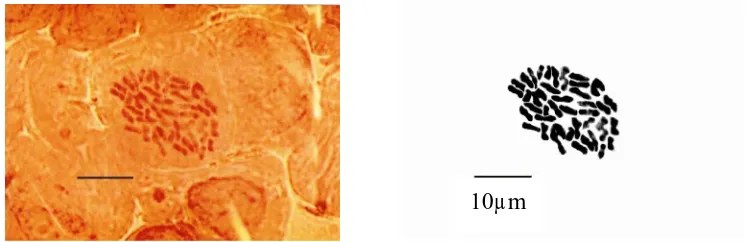 Gambar 3. Kromosom buah naga kulit kuning (S. megalanthus) tetraploid 2n 