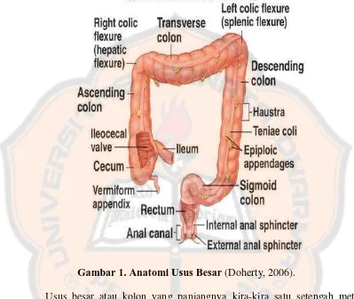 Gambar 1. Anatomi Usus Besar (Doherty, 2006). 