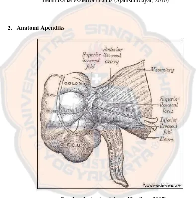 Gambar 2. Anatomi Apendiks (Irga, 2007). 