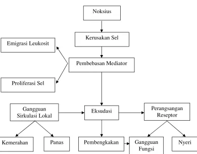 Gambar 1. Patogenesis dan gejala suatu peradangan (Mutschler, 1986).