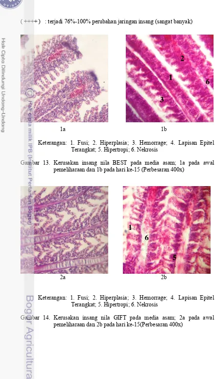 Gambar 13. Kerusakan insang nila BEST pada media asam; 1a pada awal 