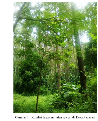 Gambar 3 Kondisi tegakan hutan rakyat di Desa Padasari 