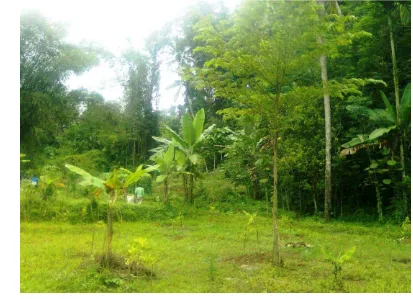 Gambar 4 Penerapan sistem agroforestry oleh petani hutan rakyat di Desa Padasari 