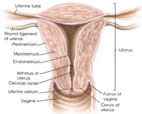 Gambar 2.1. Anatomi uterus Sumber: Graff, D.V., 2001. Female Reproductive System. In: Human Anatomy