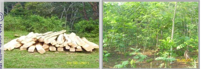 Gambar 4 Kondisi tegakan dan potensi hutan rakyat di Desa Jugalajaya. 