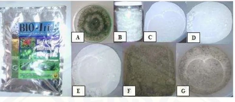 Gambar 4.1   Produk bioformulasi T. harzianum dan bahan- bahan yang  digunakan ; (A) Biakan 