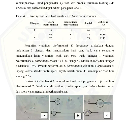 Gambar 4. 2. Hasil perkecambahan spora T. harzianum pada formulasi biofungisida 24 jam setelah inkubasi pada perbesaran 400x ; (a) Gambar spora T