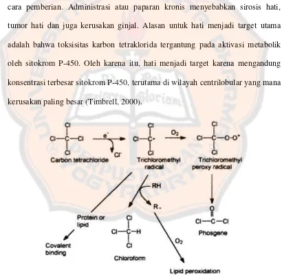 Gambar 2. Mekanisme biotransformasi karbon tetraklorida (Timbrell, 2000). 