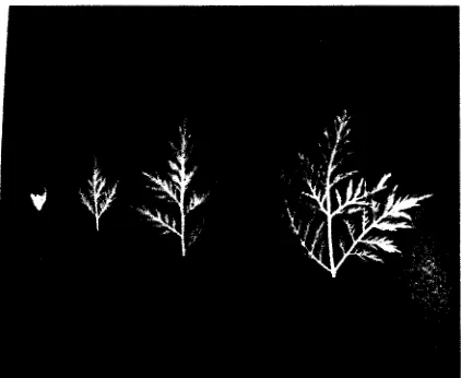 Gambar 3. Tahapan perkembangan daun tanaman Artemisia annua L. (a) kuncup, (b) setengah membuka, (c) berkembang sempurna dan (d) gugur