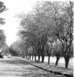 Gambar 7 : Pohon Asem Londo yang mengelilingi tapak  