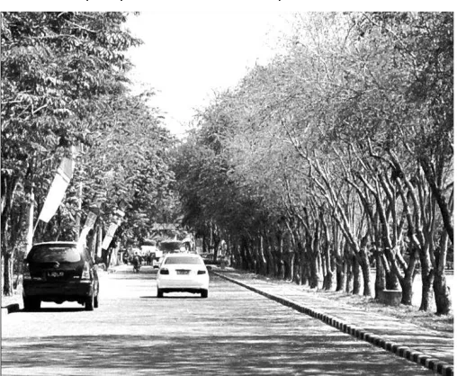 Gambar  11: Pohon Asem Londo sebagai pengarah kendaraan.  