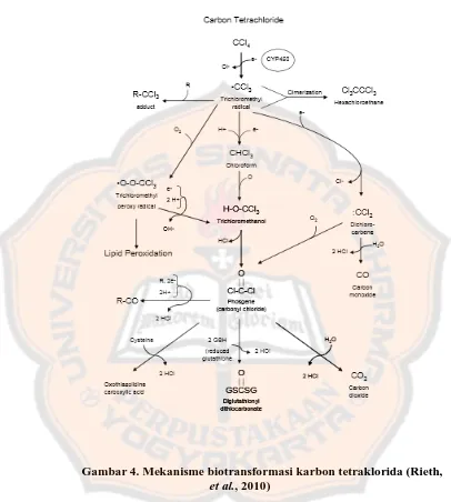 Gambar 4. Mekanisme biotransformasi karbon tetraklorida (Rieth, et al., 2010) 