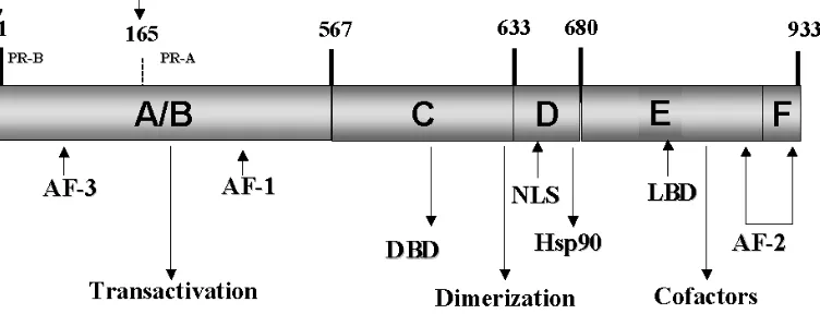 Gambar 2.3. Struktur domain reseptor progesteron (Camacho-Arroyo, 2009) 