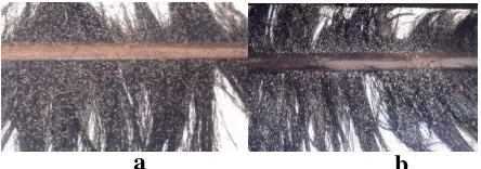 Gambar 10. Telur ikan lele Sangkuriang yang dibuahi berwarna  kekuningan (a) dan yang tidak dibuahi berwarna putih keruh (b)
