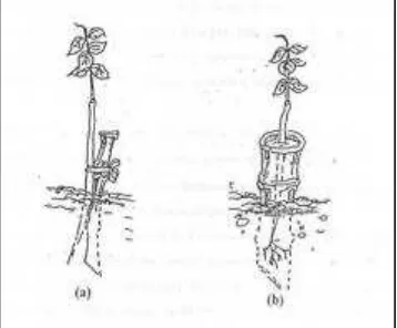 Gambar 7 Penguat tanaman di tapak yang berombak besar menggunakan tiang pancang (a) dan menggunakan bambu besar (b)