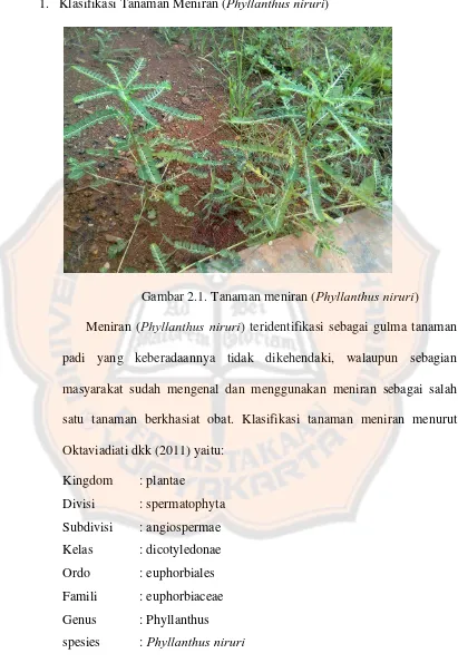 Gambar 2.1. Tanaman meniran (Phyllanthus niruri) 