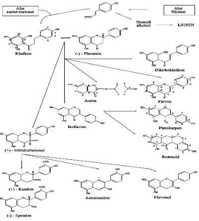 Gambar 2.1 Biosintesa hubungan antara jenis monomer flavonoida dari alu 