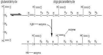 Gambar 7  Taut-silang enzim pada gugus asam amino dengan glutaraldehida.  