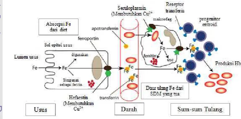 Gambar 3. Absorpsi zat besi. 