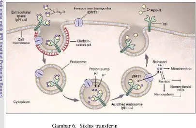 Gambar 6.  Siklus transferin 