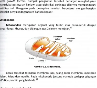 Gambar 3.3. Mitokondria.