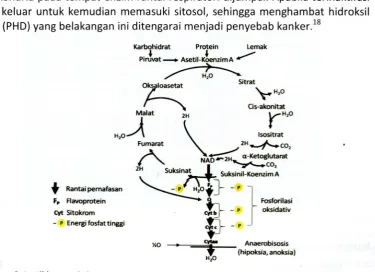 Gambar 3.4. Siklu5 Kreb.{Sumber: Bender DA/ 