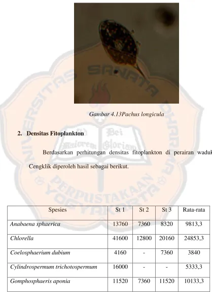 Gambar 4.13Pachus longicula 