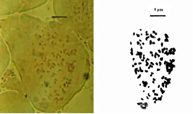 Gambar 1. Kromosom manggis (G. mangostana L.) Jogorogo  
