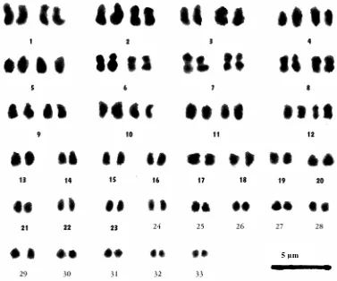 Gambar 2. Kromosom tanaman manggis (G. mangostana L.) Jogorogo yang disusun berurutan berdasarkan panjang dan bentuk kromosom