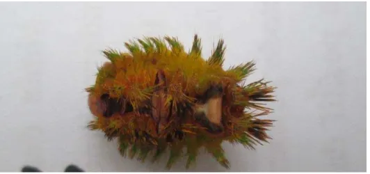Gambar 11 : Gejala S. asigna yang terserang ekstrak daun nimba (M3) Sumber : Foto langsung 