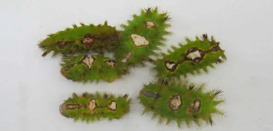 Gambar 12 : Gejala  S. asigna yang terserang Forficulla auricularia  (M4) Sumber : Foto langsung  
