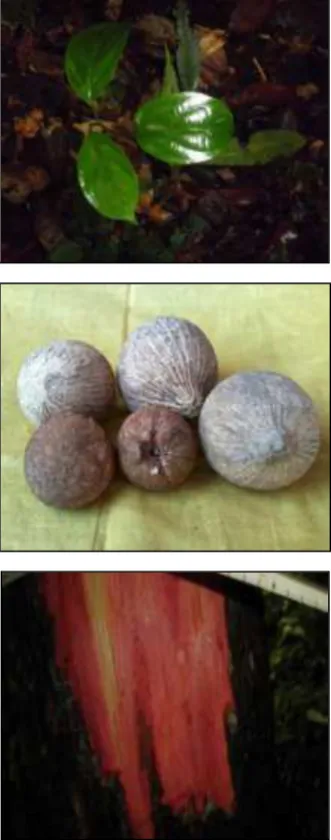 Gambar 2  Daun, Buah, dan Batang Kulim. 