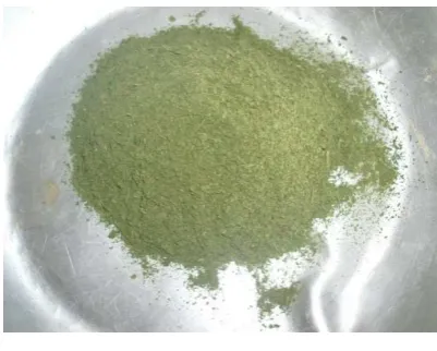 Gambar 3. Tepung Daun Beluntas  
