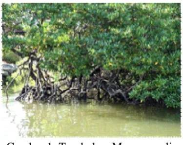 Gambar 1. Tumbuhan Mangrove di muara 