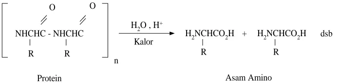 Gambar 1. Skema Molekul Protein 
