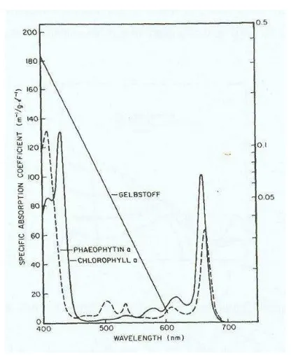 Gambar 3.  Kurva koefisien absorbansi spektral klorofil-a (Maul, 1985) 