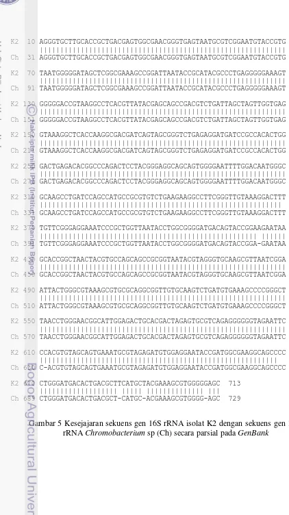 Gambar 5 Kesejajaran sekuens gen 16S rRNA isolat K2 dengan sekuens gen 16S 
