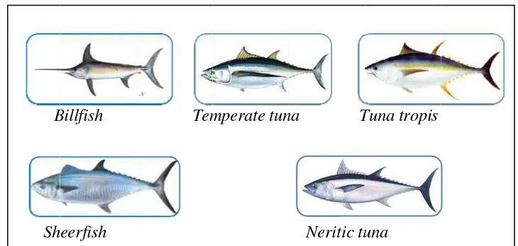 Gambar 3  Jenis tunna yang dikeelola oleh Inndian Ocean Tuna Commission (IOTC) 