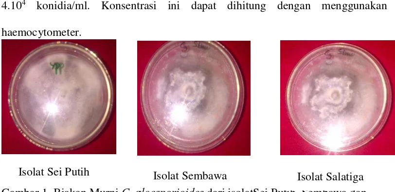 Gambar 1. Biakan Murni C. gloesporioides dari isolatSei Putih, Sembawa dan         Salatiga