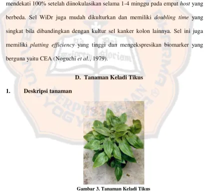 Gambar 3. Tanaman Keladi Tikus   