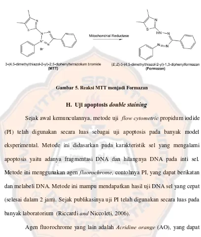 Gambar 5. Reaksi MTT menjadi Formazan  