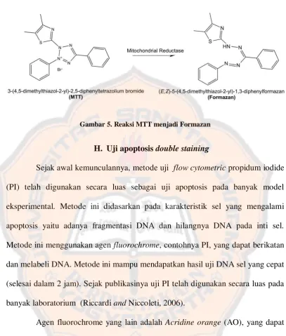 Gambar 5. Reaksi MTT menjadi Formazan  