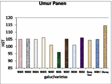 Gambar 3. Diagram batang rata-rata umur tanaman galur/varietas padi  hibrida    