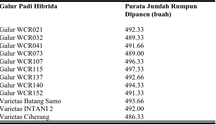 Tabel .5  Hasil Purata Jumlah Rumpun Yang Dipanen  Pada Beberapa Galur Padi Hibrida (Oryza sativa L)  
