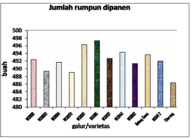 Gambar 5. Diagram batang rata-rata jumlah rumpun dipanen galur/varietas  padi  hibrida