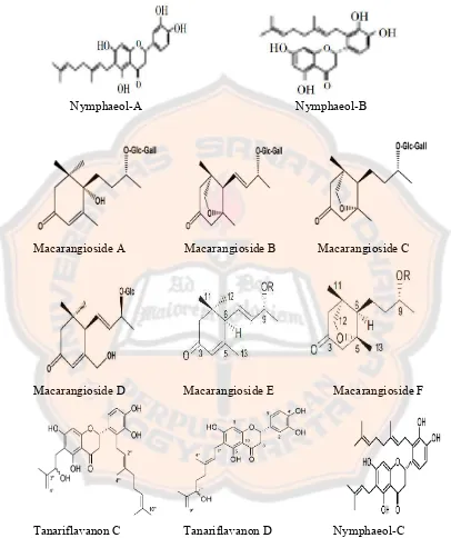 Gambar 5. Struktur senyawa dalam tanaman                      Macaranga tanarius L. (Phommart  et al., 2005) dan (Matsunamai et al., 2006)