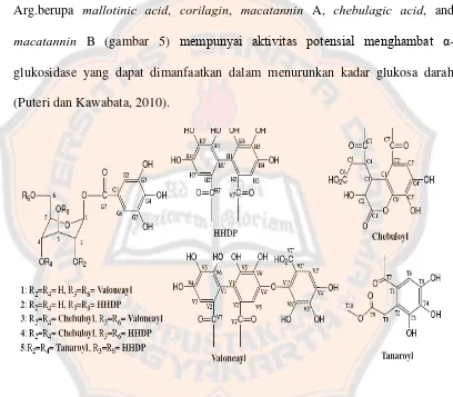 Gambar 5. Isolasi Ellagitannins dari daun M. tanarius: mallotinic acid (1), corilagin macatannin chebulagic acid macatannin 