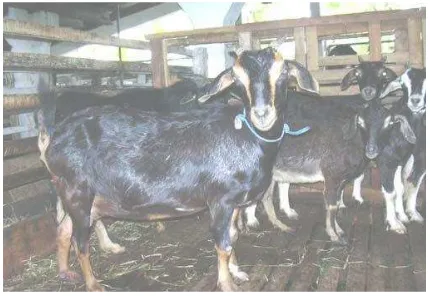 Gambar 2.  Kambing Kosta (Pamungkas et al., 2009) 